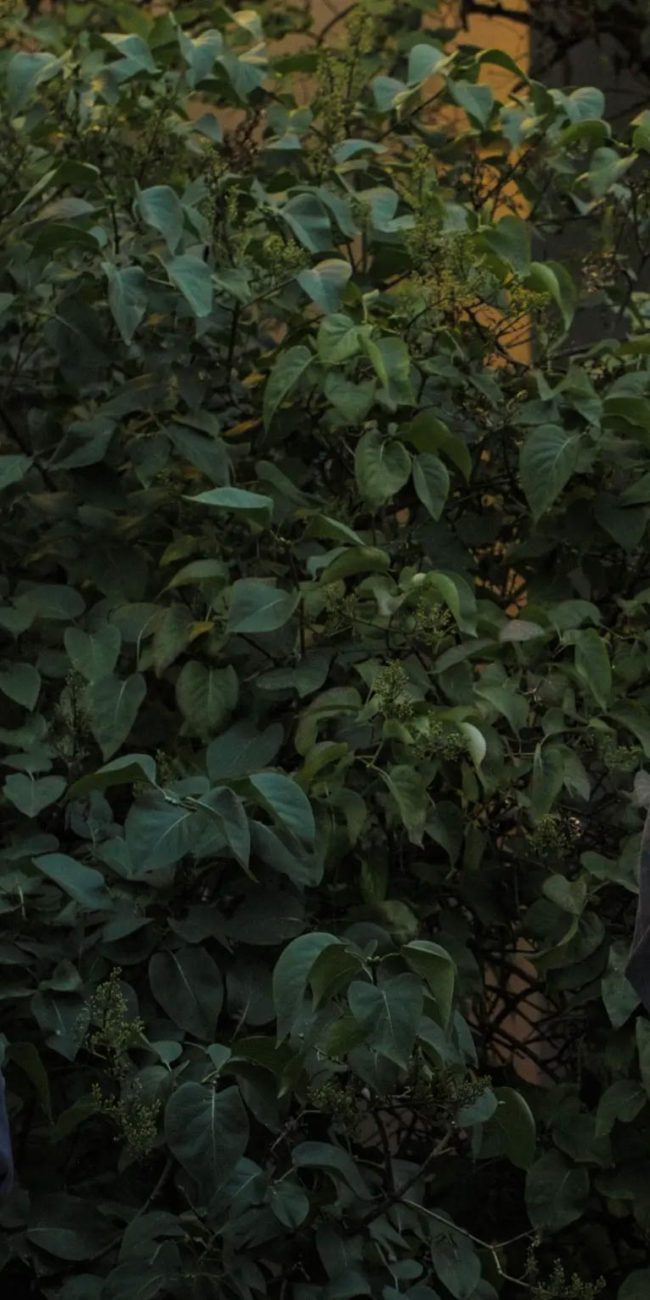 Stellan Skarsgård and Renate Reinsve in Joachim Trier's SENTIMENTAL VALUE