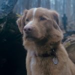 Indy the Dog in GOOD BOY