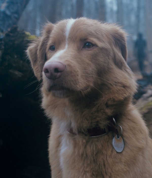 Indy the Dog in GOOD BOY