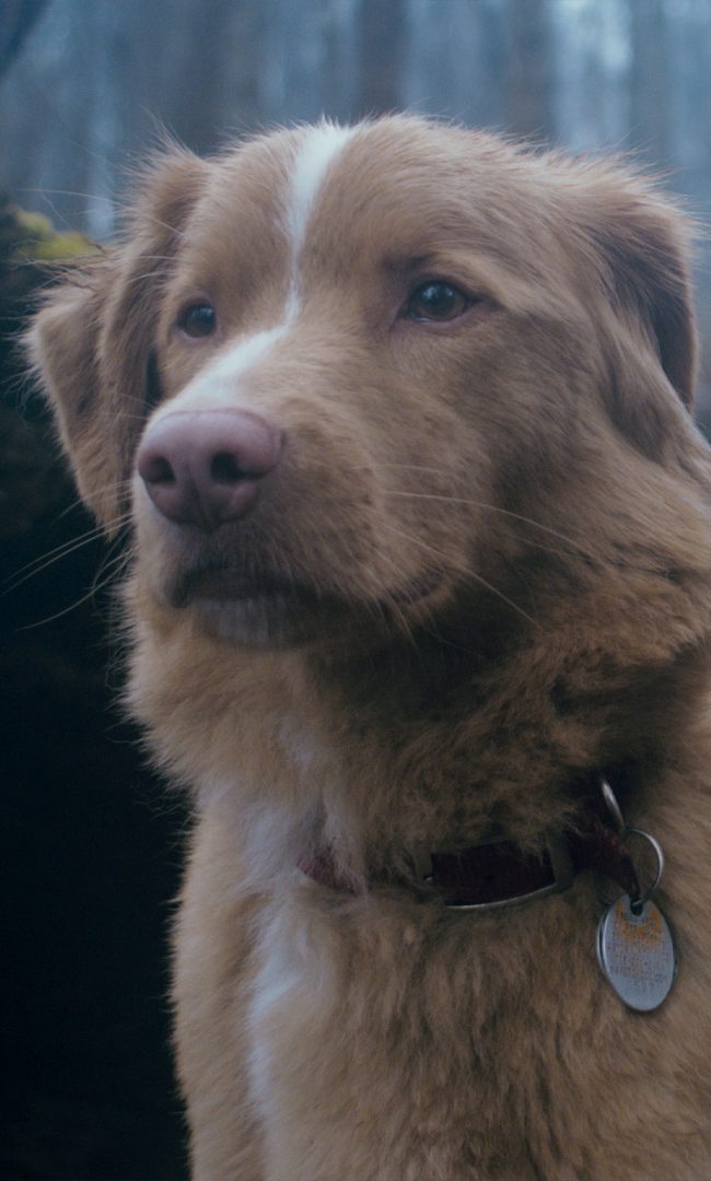Indy the Dog in GOOD BOY
