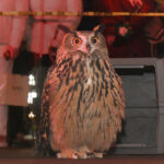 Flaco the Owl in WILD INSIDE