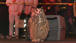 Flaco the Owl in WILD INSIDE