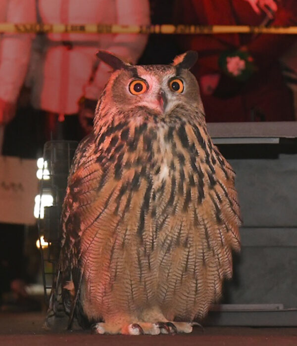 Flaco the Owl in WILD INSIDE