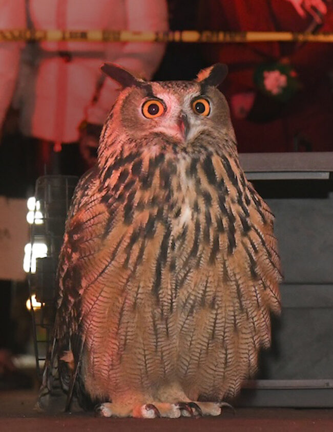 Flaco the Owl in WILD INSIDE